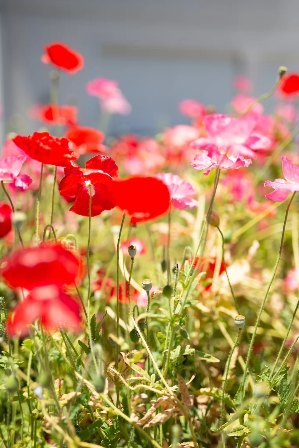 Fiamma Collection (upgrade from Muse Collection)